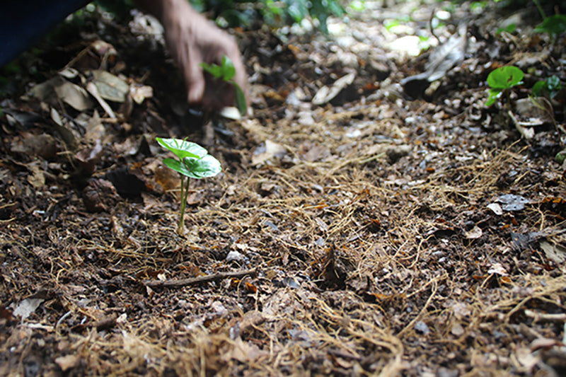 How Regenerative Organic Agriculture Can Help Us Restore Our Earth