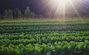 Ice Cap Organics @ the West End Market