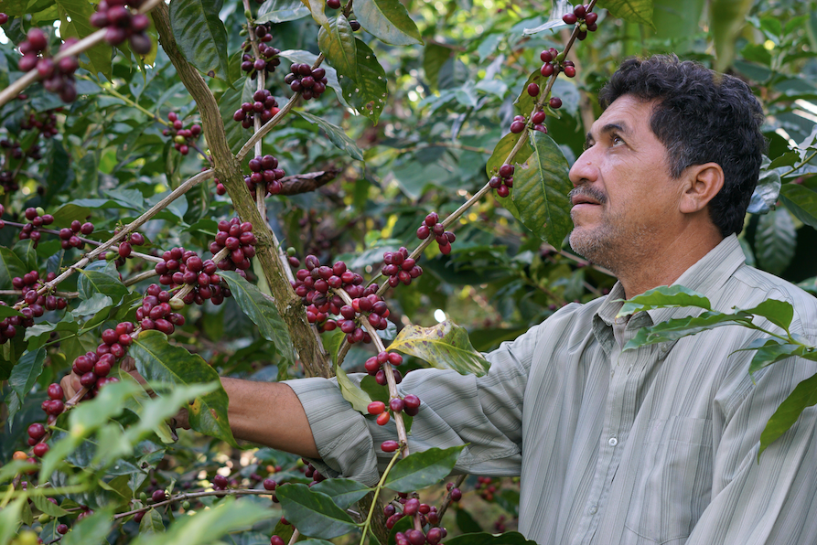 Why Shade-Grown Coffee is Better for the Environment