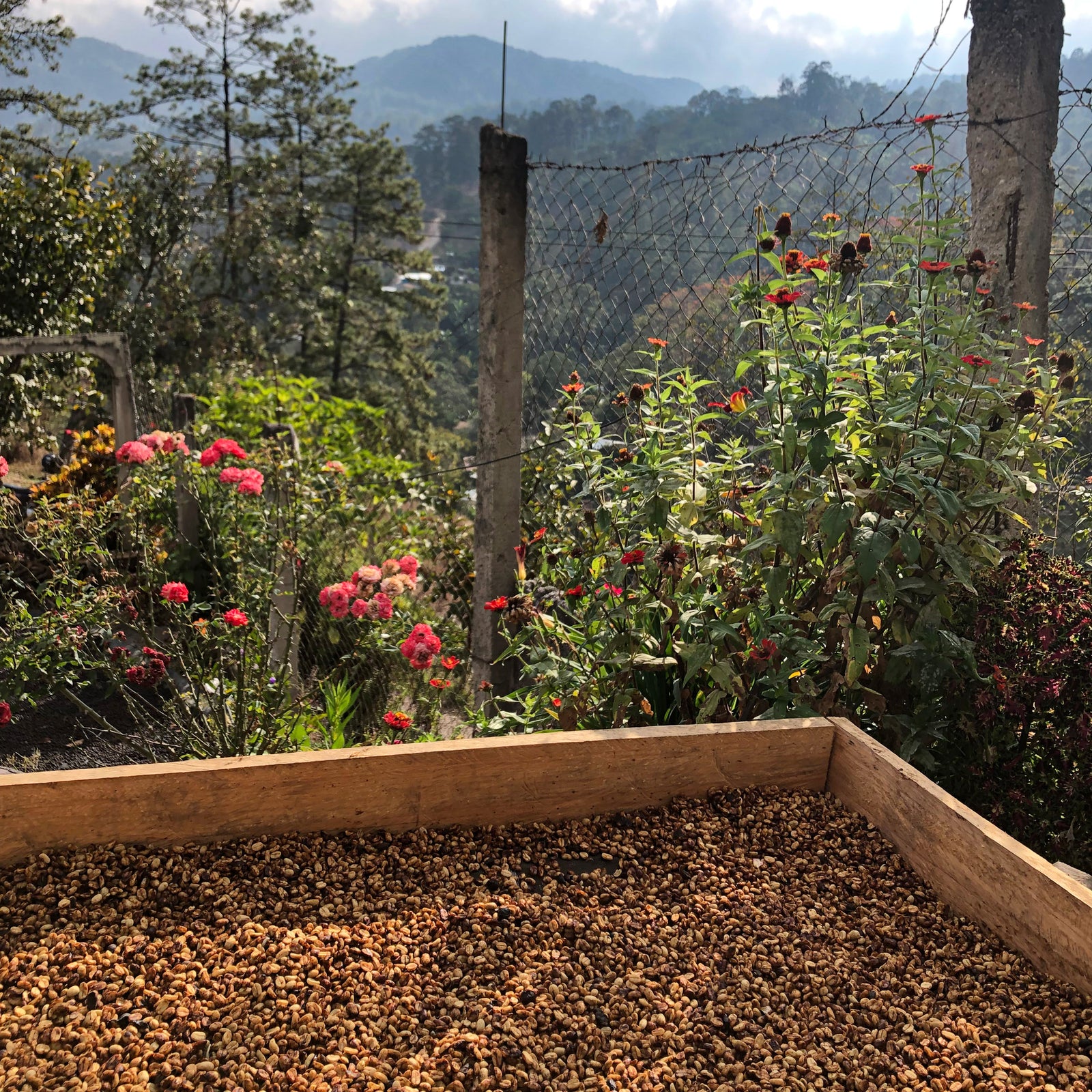 Salt Spring Coffee | Organic and Fair Trade Coffee | Coffee Gear